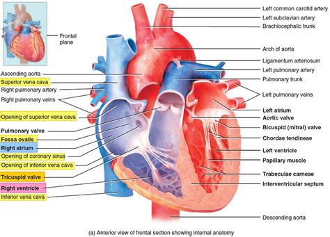 Right atrium anatomy, right atrium function & valves