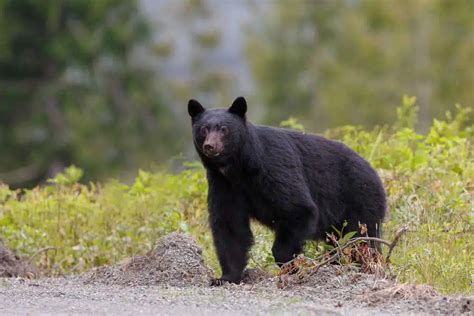 Black Bear Hunting Tips & The Story Of An Experienced Hunter - The ...