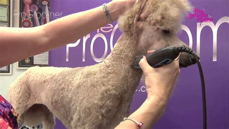 Grooming Guide - Standard Poodle Miami Trim - Pro Groomer - YouTube