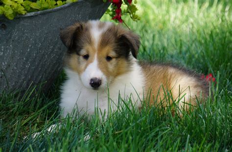 AKC Registered Lassie Collie For Sale Fredericksburg, OH Female- Lily – AC Puppies LLC