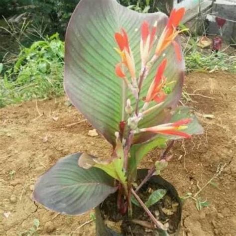 Jual Bibit Ganyong tanaman langka | Shopee Indonesia