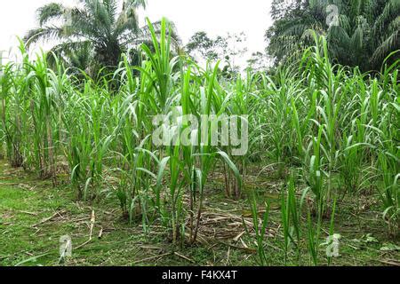 Sugar mill and sugar cane field, Mhlume, Swaziland Stock Photo: 85910297 - Alamy