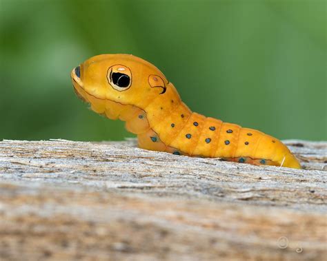 World's cutest caterpillar - swallow tailed butterfly caterpillar : r/aww