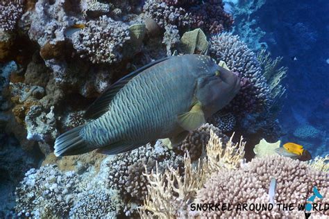 Red Sea Fish Guide With Photos - Most Common Species To See