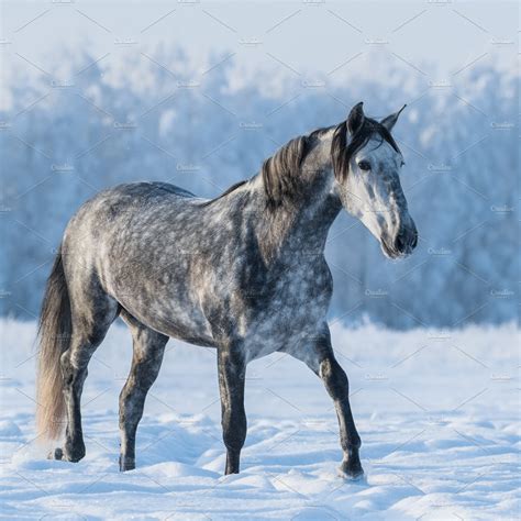 Dapple gray horse | High-Quality Animal Stock Photos ~ Creative Market