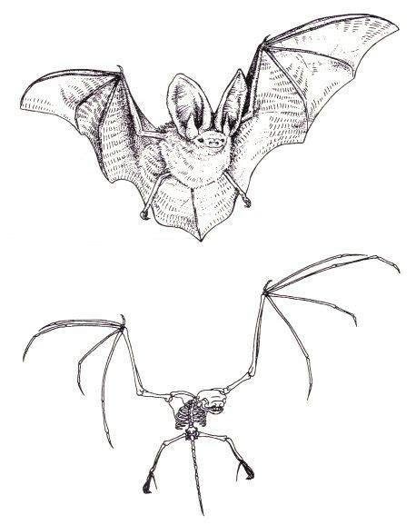 Tastes Like Glitter and Rock'n'roll | Bat art, Bat sketch, Bat anatomy