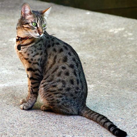 Egyptian Mau cat | Cat breeds, Cats, Cat having kittens