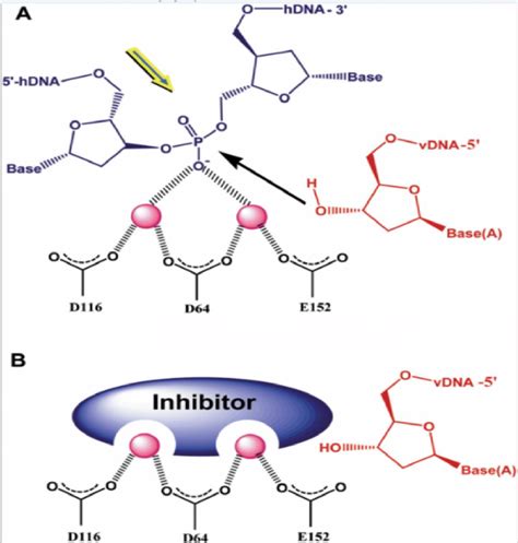 , The suggested mechanism of integrase inhibition by INSTIs and the... | Download Scientific Diagram