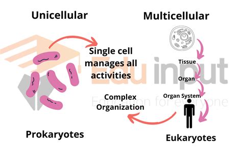 Multicellular Organisms Examples