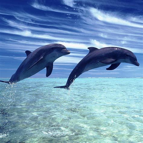 Dolphins Jumping Wallpapers - Wallpaper Cave