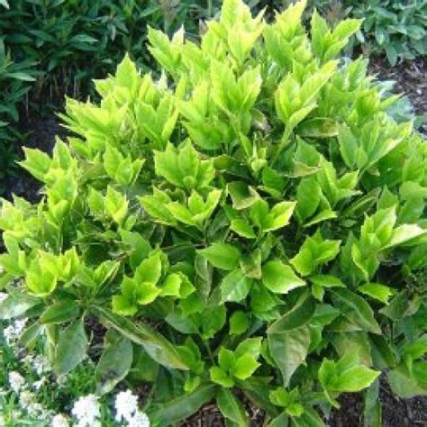 Evergreen shrubs, Patio flowers, Garden shrubs