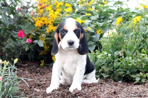 Nina - Beaglier Puppy For Sale in Pennsylvania