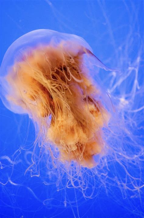 Do Lion's Mane Jellyfish Sting? - American Oceans