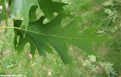 Bosques de roble americano (Quercus rubra)