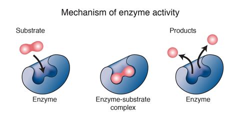 Enzyme Overview | Enzyme kinetics, Enzymes activity, Enzymes