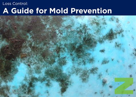 Zorn Insight | A Guide for Mold Prevention