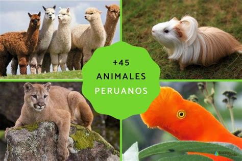 +45 animales nativos del Perú - Nombres y FOTOS