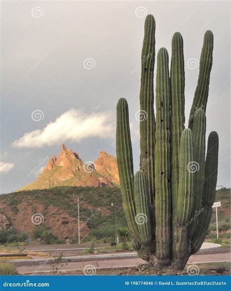 AWESOME SAHUARO FRONT of TETAKAWI MOUNTAIN Stock Photo - Image of iluminated, unique: 198774046