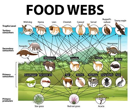 Education Poster Of Biology For Food Webs Diagram Stock Illustration - Download Image Now - iStock