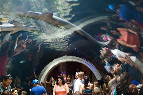 the dallas world aquarium dallas http://www.business-class-flight.co.uk ...