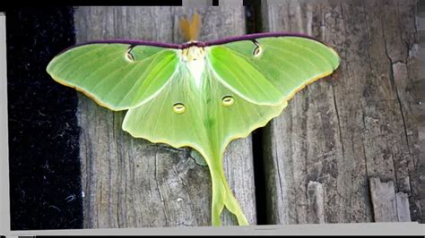 Luna Moth Symbolism: 12 Amazing Meanings Explored - Subconscious Servant