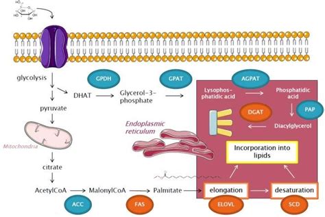 Simplified pathway of de novo lipogenesis. Glucose enteres inside the ...