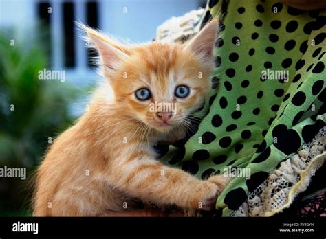 Ginger kitten cute hi-res stock photography and images - Alamy