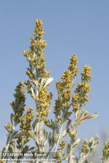 Artemisia tridentata | Big Sagebrush | Wildflowers of the Pacific Northwest