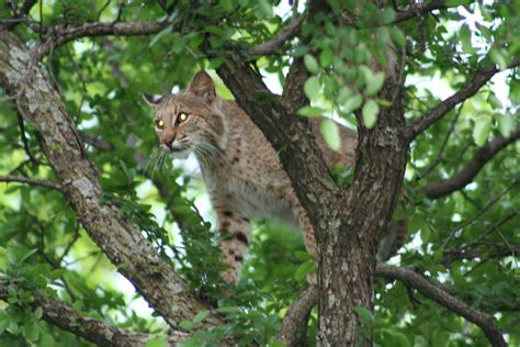 Texas Cryptid Hunter: Bobcat Photos From Plano, Texas