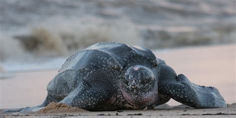 Las Baulas de Guanacaste National Marine Park, Costa Rica - City Guide - Go Visit Costa Rica