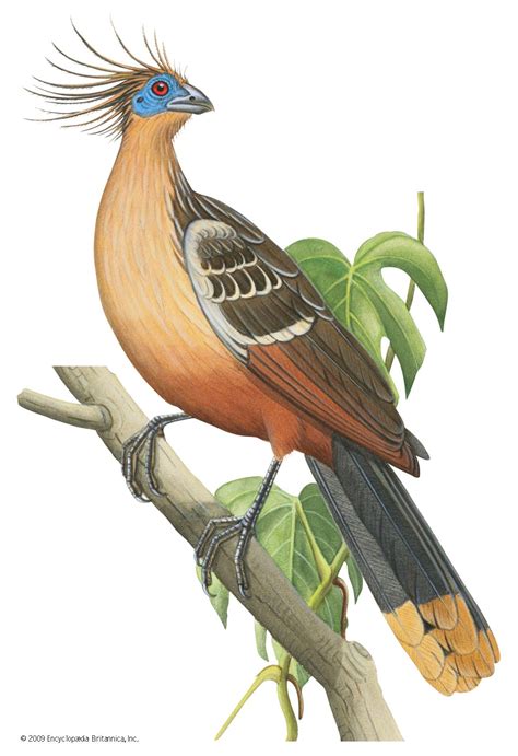 Hoatzin | South American Bird, Unique Digestive System | Britannica