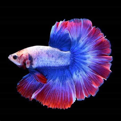 Lakeside Sunset Betta - Male | Freshwater Betta fish (Betta splendens ...