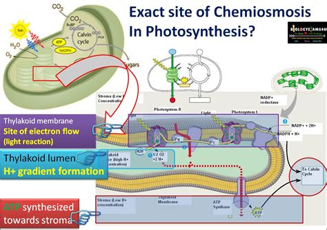 Chemiosmosis and ATP synthesis in Photosynthesis Simplified steps