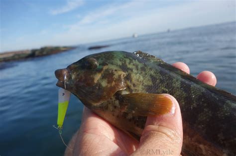 Connecticut Fly Angler: Species Profile: Tautog