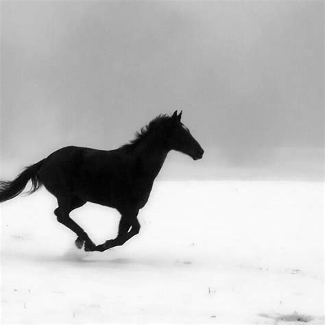 Astoetie's Blog: black and white horse running