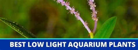 Aquarium Plants for Low Light: A Guide and Reviews for Beginners