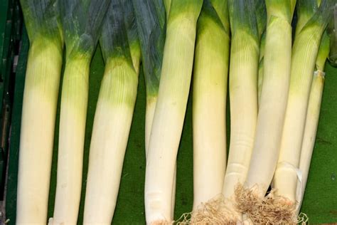 Harvesting Leeks » Top Tips on Knowing When & How