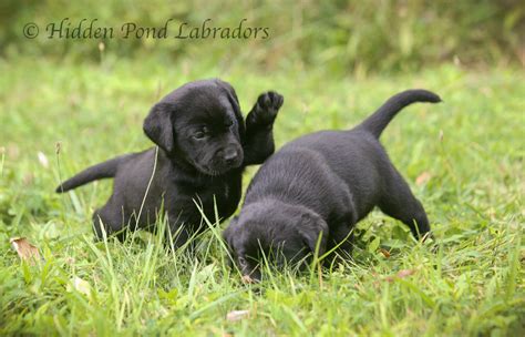 Black Labrador Retriever Puppies For Sale | Hidden Pond Labradors