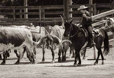 Fort Worth Stockyards Cattle Drive