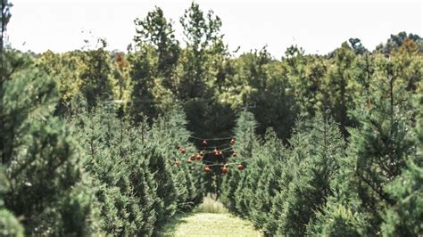 Christmas tree farms across Middle Tennessee to visit this holiday season