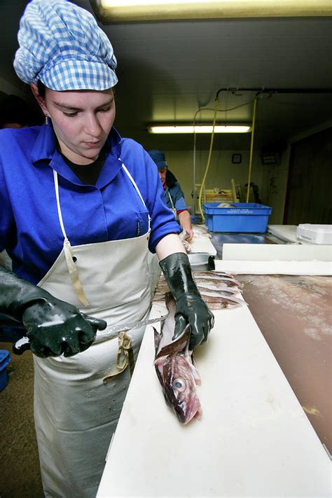 Filleting Fish Photograph by Gustoimages/science Photo Library