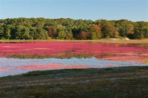 Cranberry Harvest - Cape Cod | Looking north toward Dennis i… | Flickr