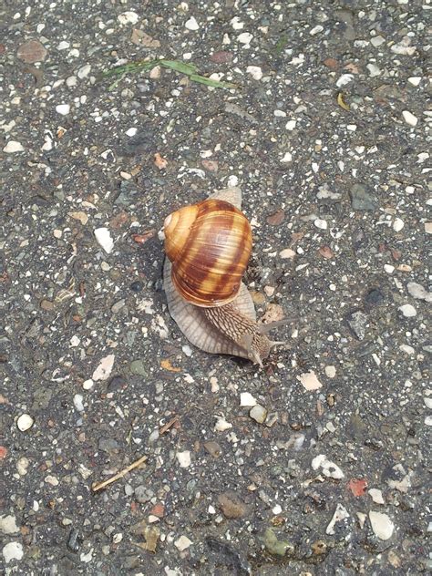 Free Images : garden, fauna, invertebrate, slow, molluscs, sea snail, snails and slugs, degrowth ...