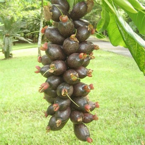 Buy Cut Nut / Pili Nut (Seedling) Live Fruit Plant Online | Greens of Kerala