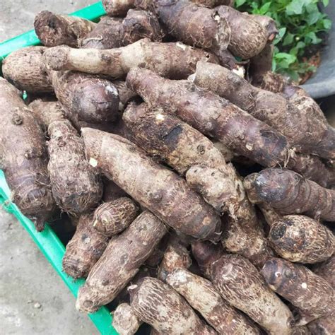 Local Organic Taro (Gabi/Gabe) - order price / 500 grams – Farm2Metro