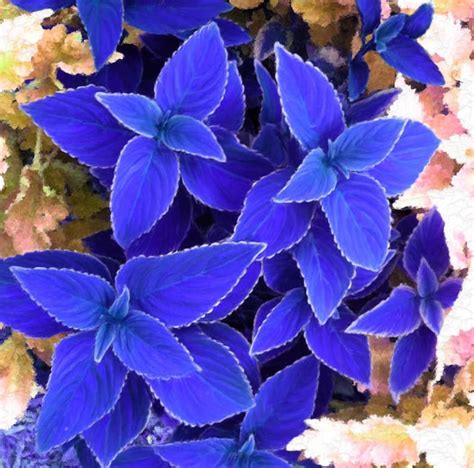 Blue Coleus Seeds 100 Seeds Rare Seeds - Etsy