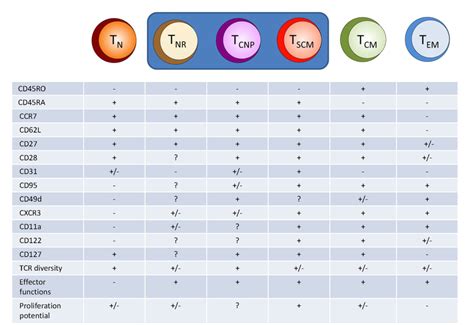 Atypical Human Effector/Memory CD4+ T Cells With a Naive-Like Phenotype ...