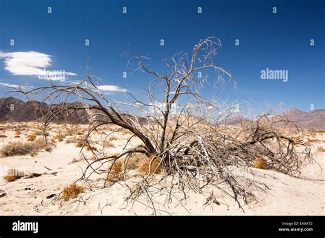 A dead bush in the Mojave Desert in California, USA Stock Photo - Alamy