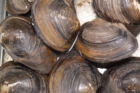 Free Images : food, oyster, seafood, aquatic, shellfish, invertebrate, clam, mussel, mollusk ...