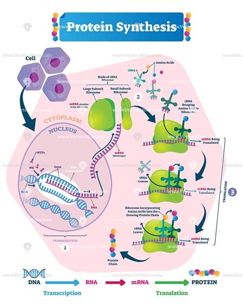 Protein Synthesis Labeled Diagram